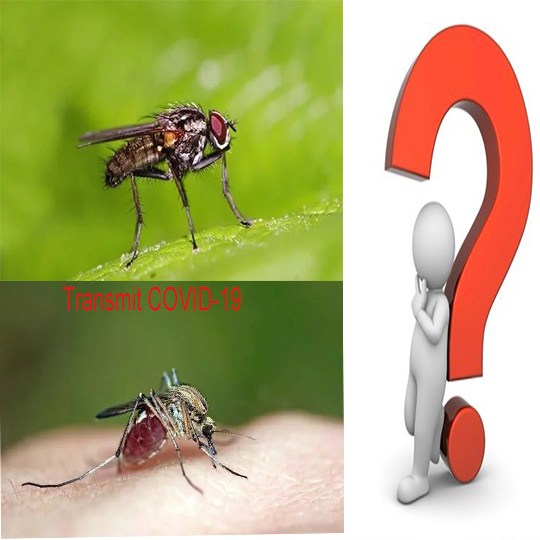 akankah covid-19 menyebar melalui lalat atau nyamuk?